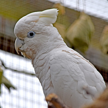 Ducorps cockatoo