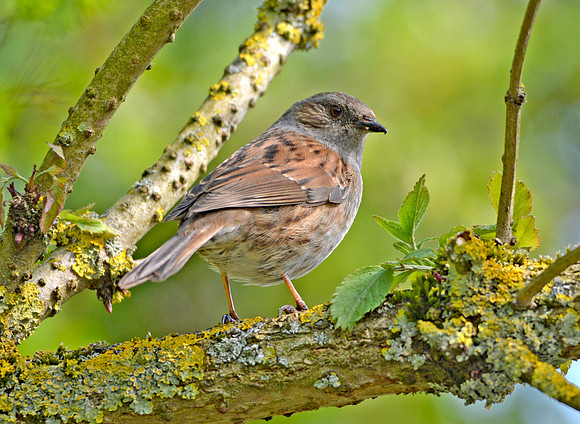Dunnock