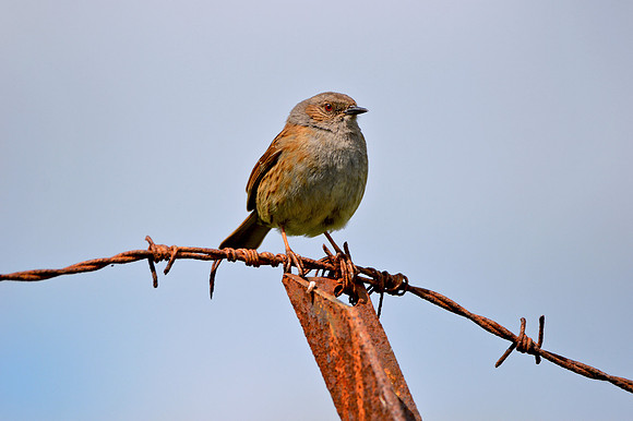 Dunnock