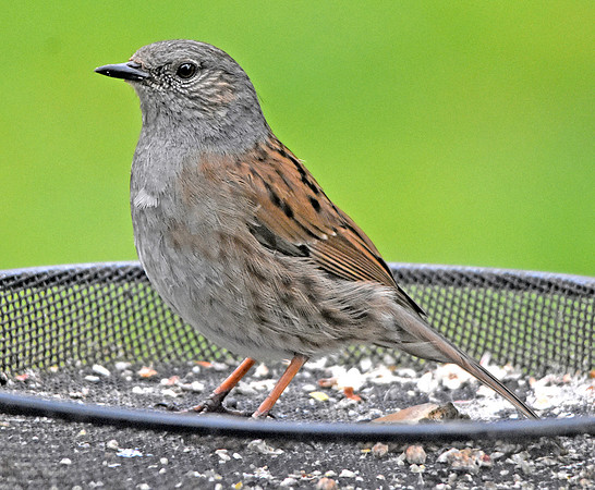 Dunnock