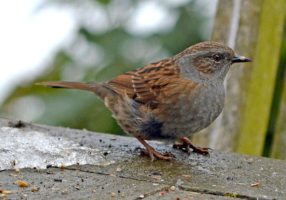 Dunnock