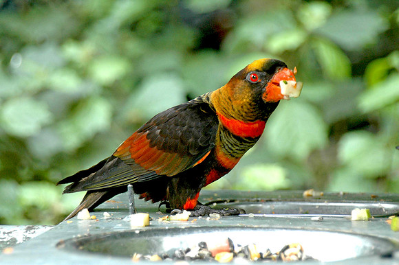 Dusky Lory