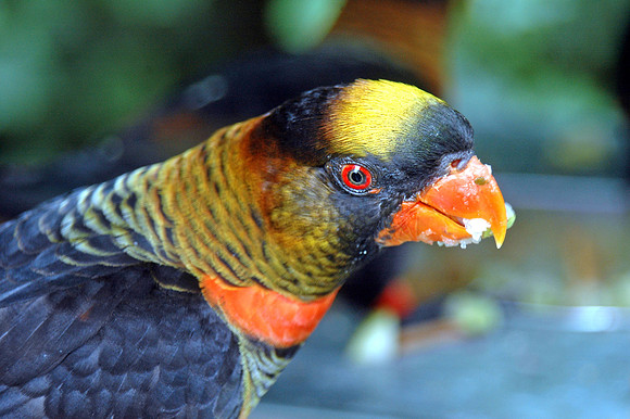 Dusky Lory