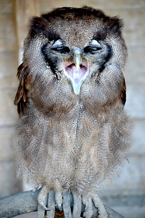 Milky Eagle Owl