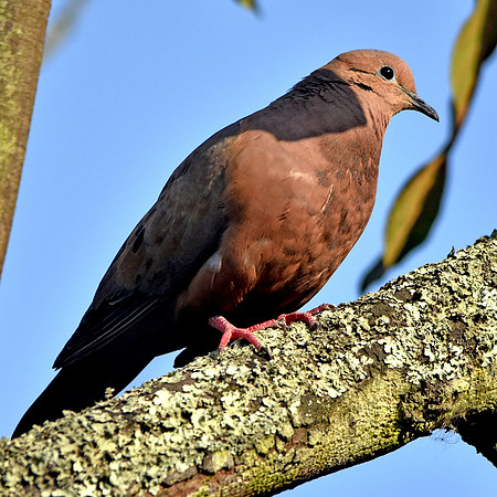 Eared Dove