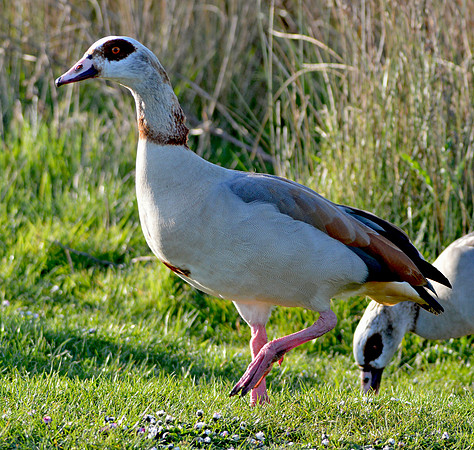 Egyptian goose