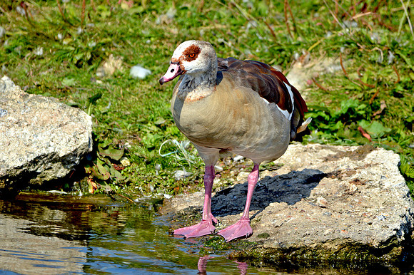 Egyptian goose