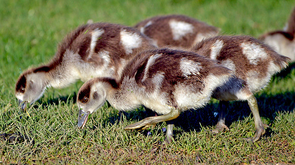 Egyptian goose