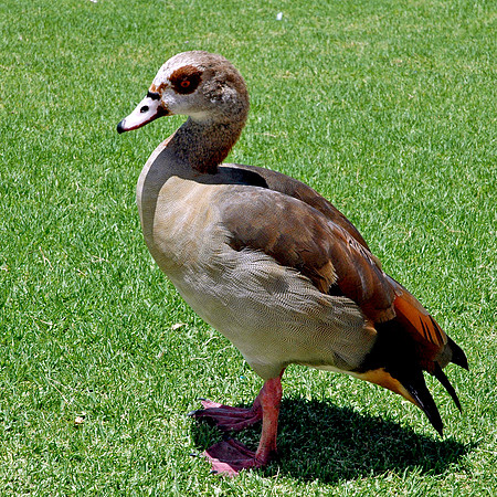 Egyptian goose