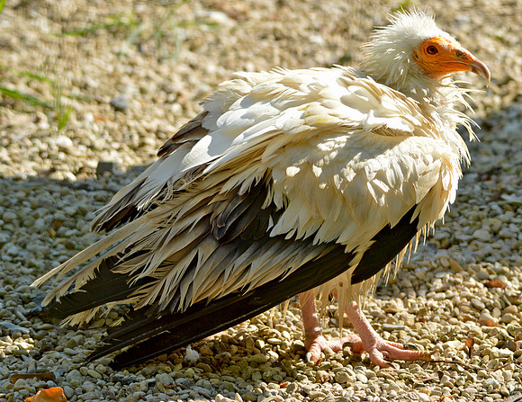 Egyptian vulture