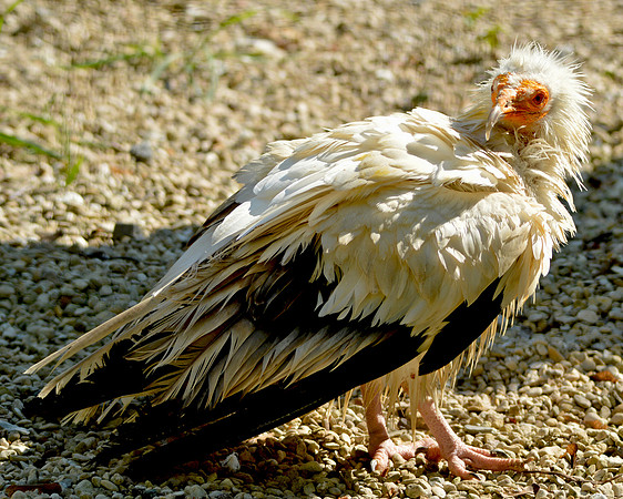 Egyptian vulture