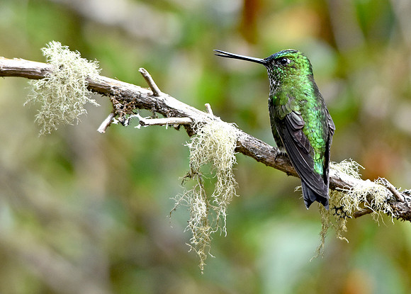 Emerald bellied puffleg