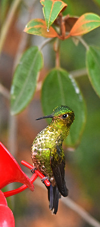 Emerald bellied puffleg