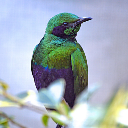Emerald Starling