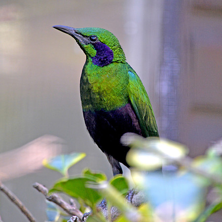 Emerald Starling