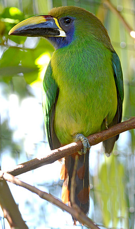 Emerald toucanet