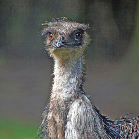 Emu