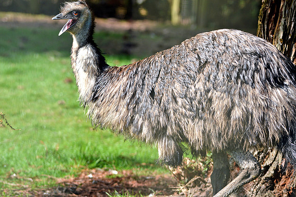 Emu