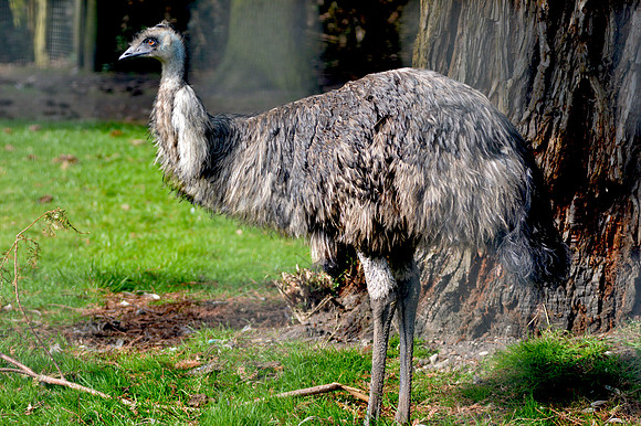 Emu
