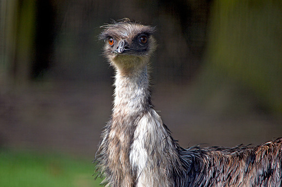 Emu