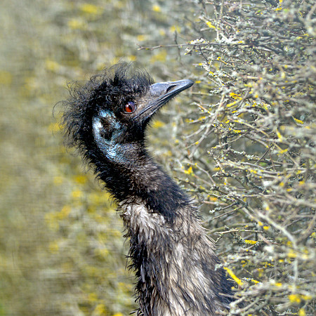 Emu