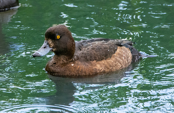 Tufted duck, female