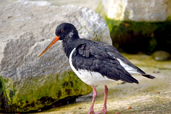 Eurasian / Common Oystercatcher