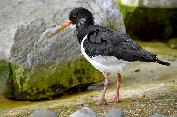 Eurasian / Common Oystercatcher