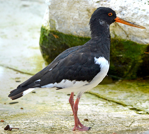 Eurasian / Common Oystercatcher