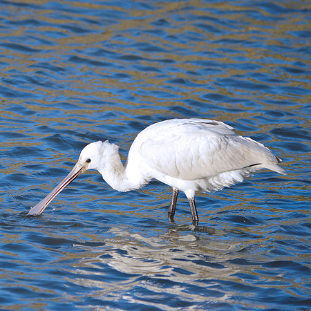 Eurasian / Common spoonbill