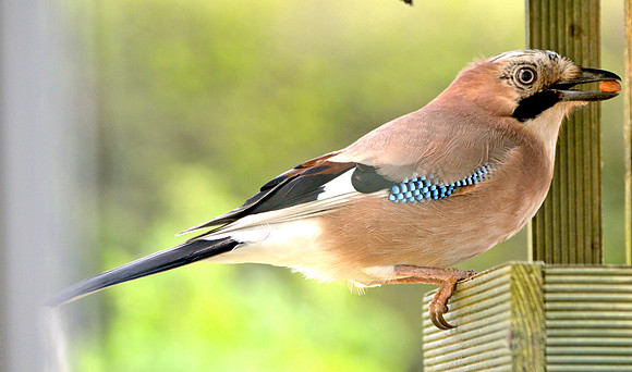 Eurasian Jay