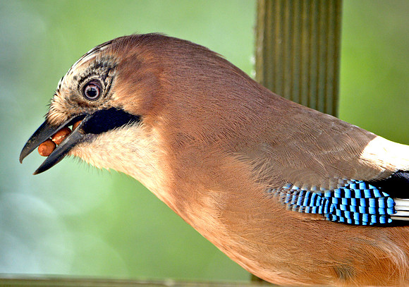 Eurasian Jay