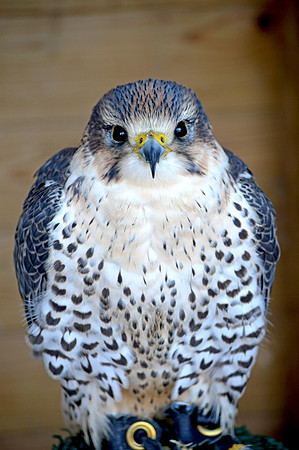 Gyr and saker hybrid falcon