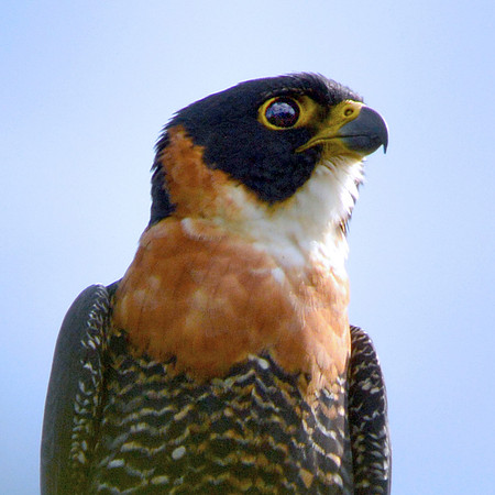 Orange breasted falcon
