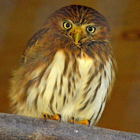 Ferruginous pygmy owl