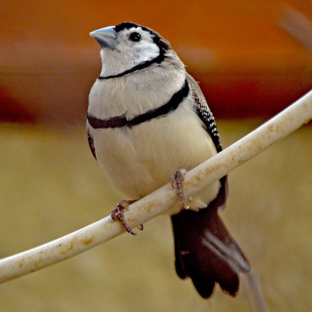 Bicheno's finch