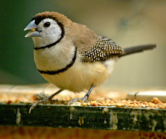 Double barred finch