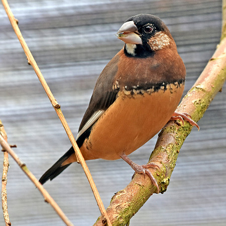 Java sparrow bengalese finch cross