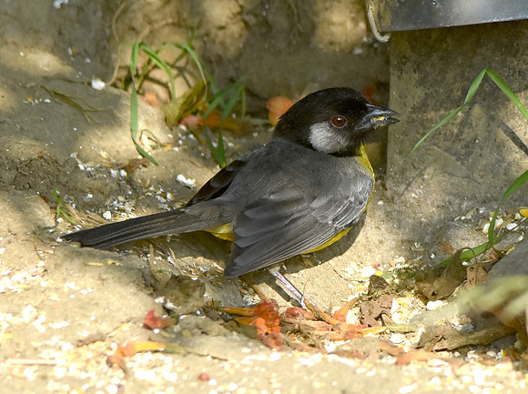 Santa Marta brush finch