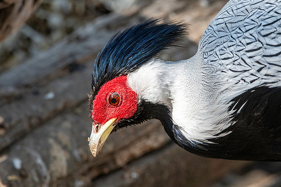 Silver pheasant