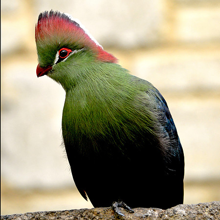 Fischer's Turaco