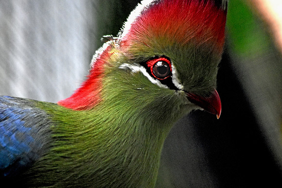 Fischer's Turaco