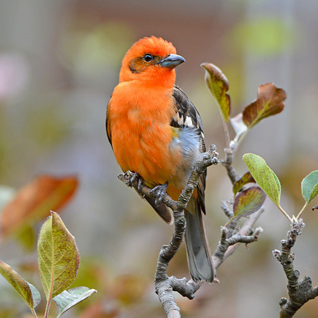 Flame coloured tanager