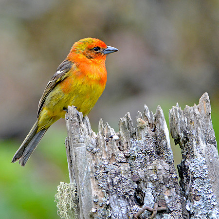 Flame coloured tanager