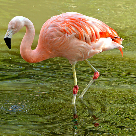 Chilean flamingo