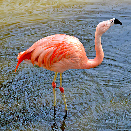 Chilean flamingo