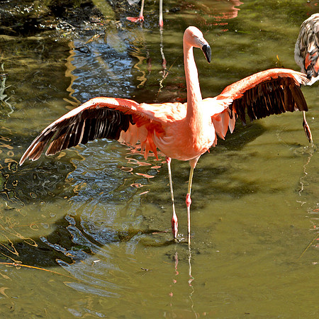Chilean flamingo