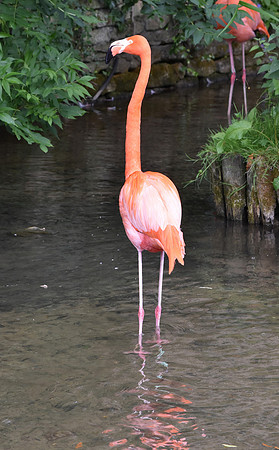 Caribbean flamingo