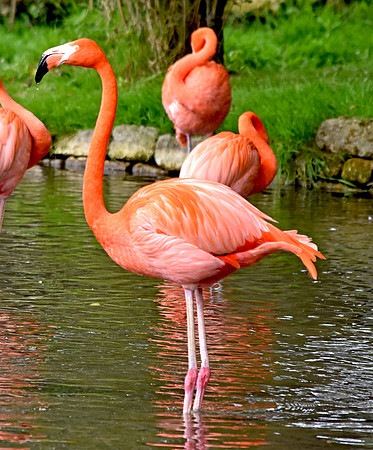 Caribbean flamingo
