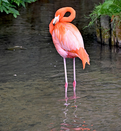 Caribbean flamingo